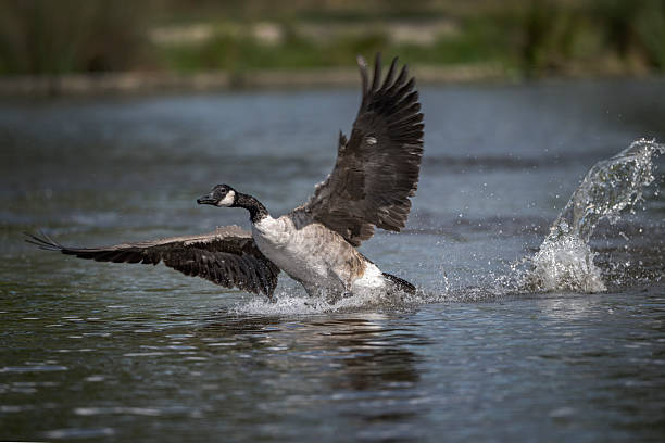 istock Canadian goose rough landing 2235370245