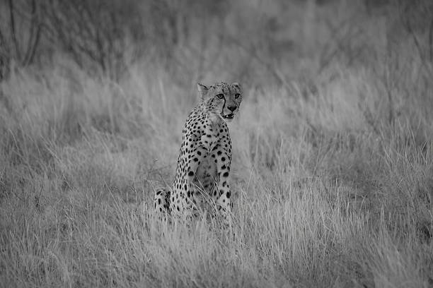 istock Cheetah resting in Savannah grass 2235370258