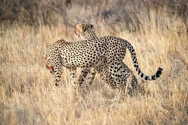 istock Cheetah resting in Savannah grass 2235370339