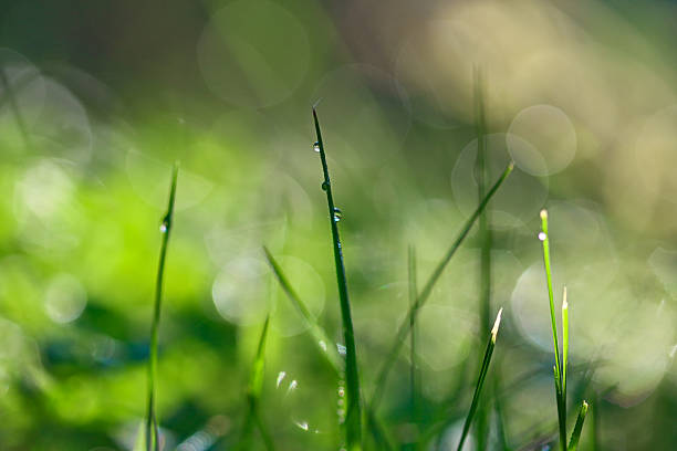 istock Macro Dewdrops on Green Grass Blades with Bokeh 2235371346