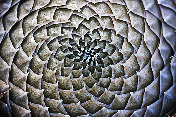 Close-up macro abstract of the spiral, Fibonacci pattern of a plant's succulent crown, displaying fractal geometry in nature with textured scales.