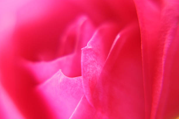 istock Macro Abstract of Bright Pink Rose Petals 2235371420