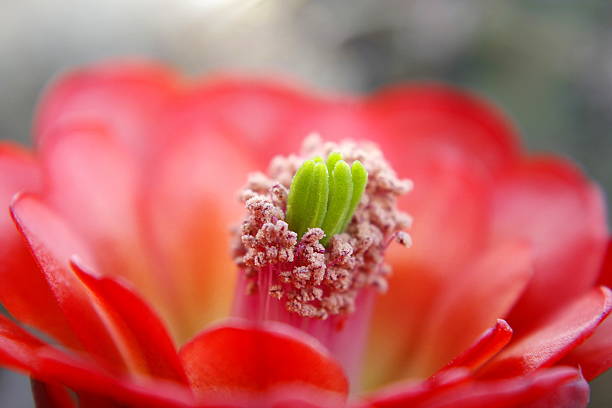 A vivid, extreme close-up (macro) shot capturing the intricate reproductive structures of a bright red and pink cactus flower. The central, light-green pistil is surrounded by numerous pinkish-tan stamens covered in pollen, set against a beautifully soft, blurred red and orange background (bokeh)