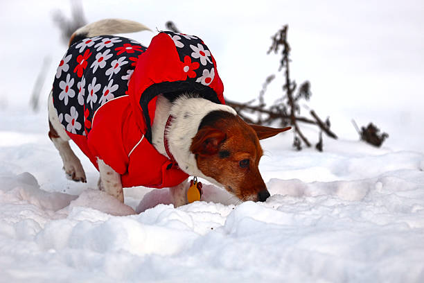 Closeup of a cute pet puppy dog with her face covered in snow while on a cold winter walk in a Canadian forest. The dog is wearing a leash and harness for obedience training.
