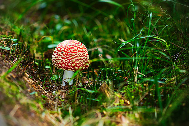 A close-up, low-angle shot of a young, vibrant Fly Agaric mushroom (Amanita muscaria) nestled in the dark green moss and forest floor. The mushroom's cap is a striking red with characteristic white flakes (warts), standing on a pale white stem. The surrounding grass and dark foliage are softly blurred by a shallow depth of field, drawing full attention to the iconic, poisonous toadstool.