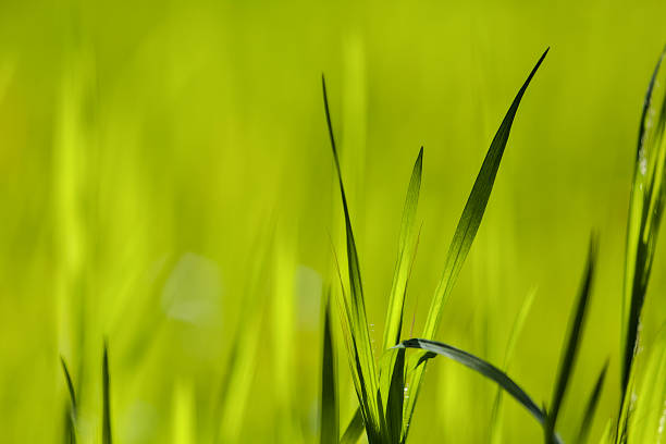 Bright Vibrant Green Grass Blades Macro Close-up