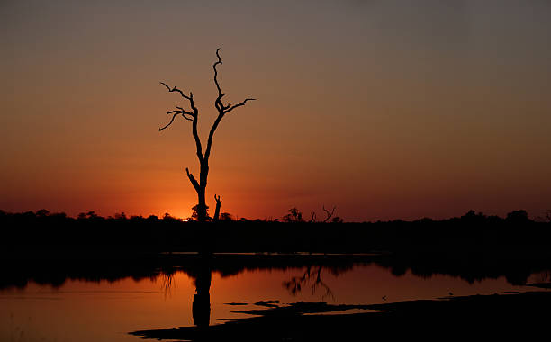 istock Silhouetted tree and peaceful sunset over a tranquil watering hole 2235375878