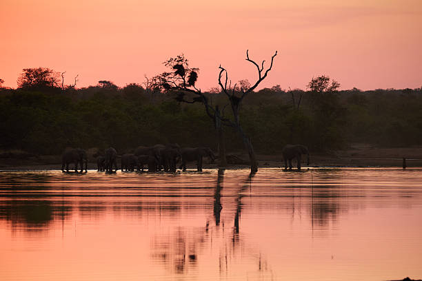 A peaceful scene of elephants gathered at a watering hole surrounded by wilderness under a colorful sunset sky in the scenic Kruger National Park.