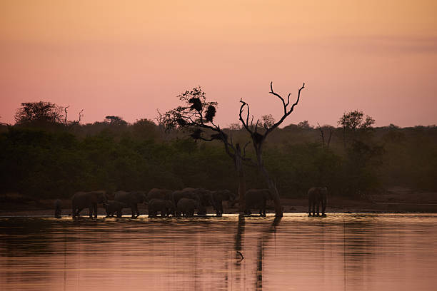 A peaceful scene of elephants at a watering hole with a vibrant sun setting, captured in the iconic Kruger National Park. The silhouettes of trees add to the wilderness ambiance.