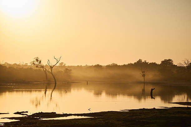 Serene morning scene featuring a tranquil watering hole under the golden light of sunrise. Reflected bare trees and a gentle mist create a peaceful and natural atmosphere within the South African wilderness.