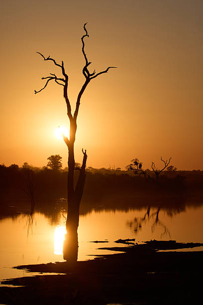 istock Serene sunrise over a watering hole with silhouetted trees and reflection 2235375974
