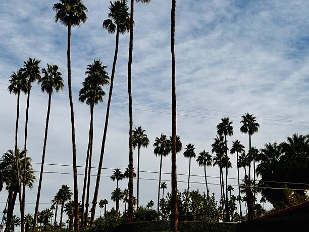 Palm trees in California desert
