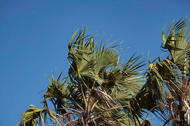 istock green palm leaves and blue sky 2235380569