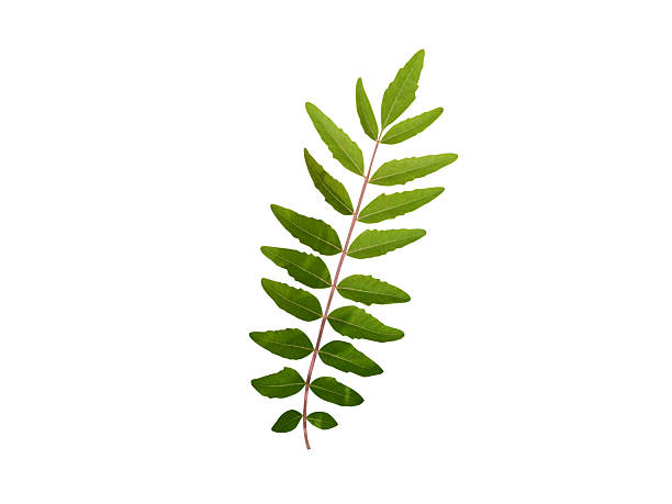 istock Boswellia serrata or Indian frankincense leaf 2235380721