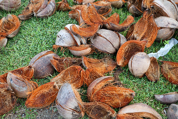 Coconut husk is usually end of shelf life and left unwanted.