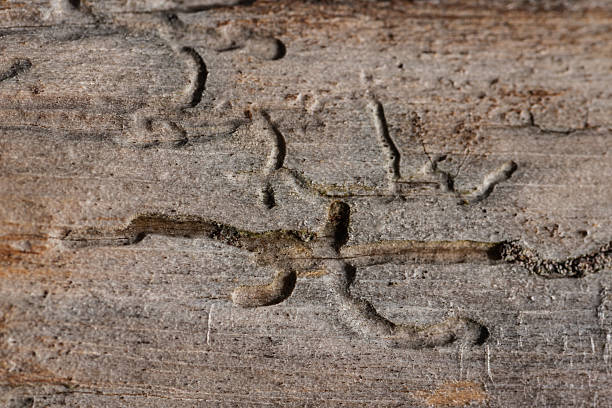 istock Close-up of bark with insect tunnels 2235382209