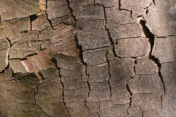 istock Detailed texture of cracked tree bark 2235382250