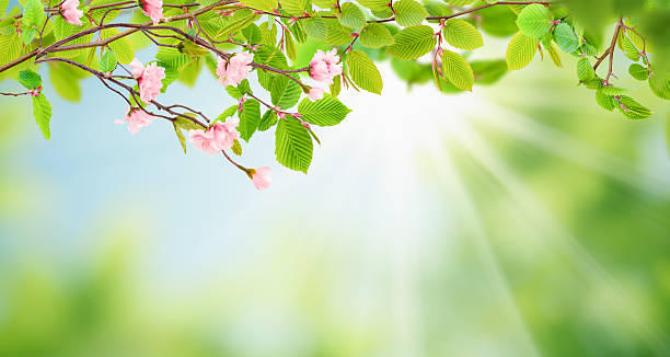 Fresh spring scene with blossoming tree branch, pink flowers, and green leaves against bright sunlight and blurred natural background. Seasonal nature composition with copy space, perfect for spring, freshness, and renewal concepts.