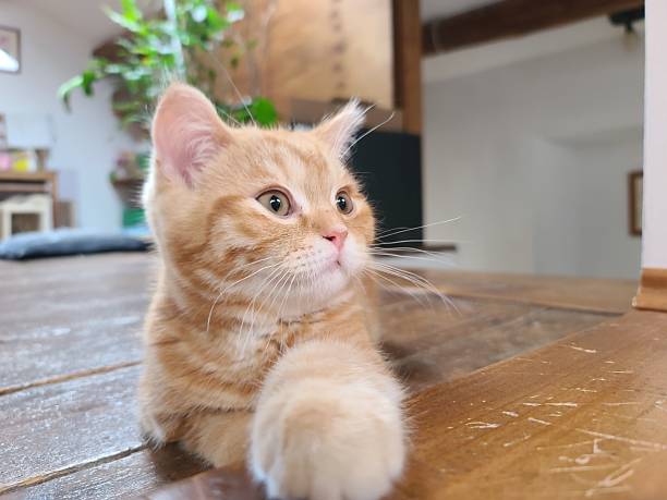 istock Cute Ginger Kitten Relaxing On Wooden Floor At Home 2235383029