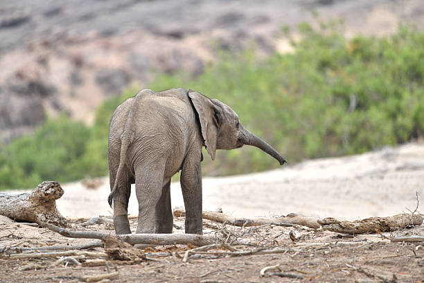 The  calf had her back to the camera but her head turned and her trunk outstretched. The ground he is on is dry sand but in the distance green bushes can be seen, and behind them the towering cliffs of the valley