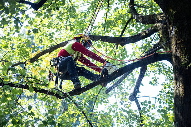 istock Arborist tree worker professional working climbing a tree in town landscape gardeners work in a park 2235383328