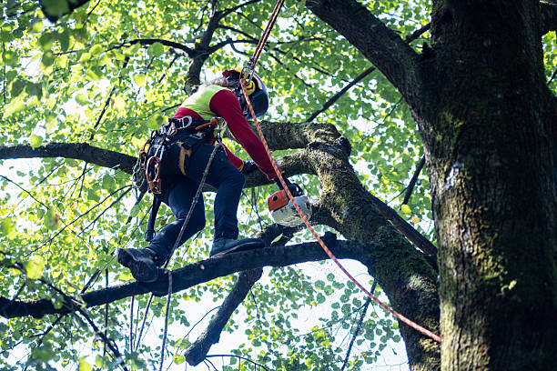 istock Arborist tree worker professional working climbing a tree in town landscape gardeners work in a park 2235383434