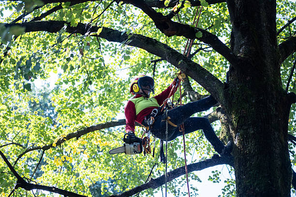 istock Arborist tree worker professional working climbing a tree in town landscape gardeners work in a park 2235383462