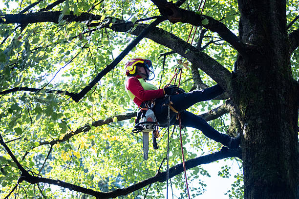 istock Arborist tree worker professional working climbing a tree in town landscape gardeners work in a park 2235383476
