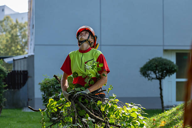 Arborists and landscape gardeners work in a park in a residential area in the city. They prune trees, shorten branches for a safe winter. A female arborist climbs into the treetop ith a chainsaw and prunes dry, damaged branches that could fall on passersby in the winter. Urban landscaping.
