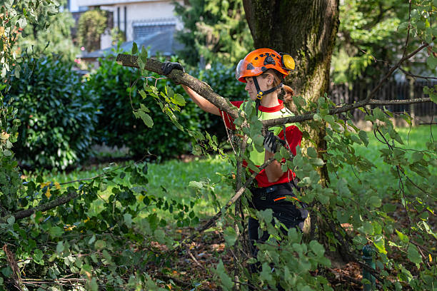 Macro of a tree that has had several branches cut off. Tree pruning is done to maintain health by removing dead or diseased branches. It is also done to improve the structure and growth of the tree.