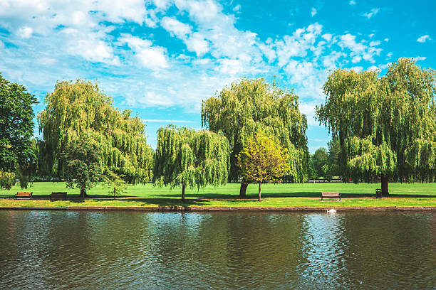 istock Lush green park with weeping willows along the riverbank on a sunny day 2235384239