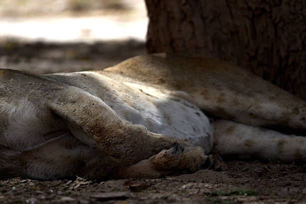 African lion sleeping on the ground in an open area in the wildlife nature reserve in Africa