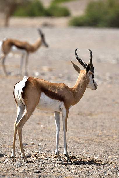 istock Two Sprinkbok in the Hoanib Valley, Namib Desert, Namibia 2235384435