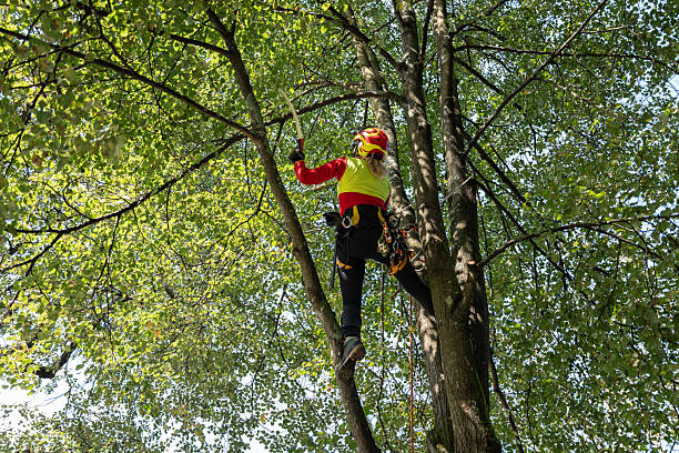 istock Arborist tree worker professional working climbing a tree in town landscape gardeners work in a park 2235384448