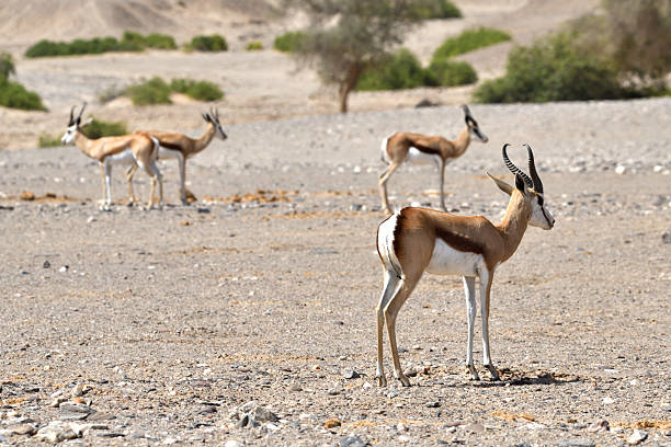 istock A herd of Springbok stand still in the Hoanib Valley, Namibia 2235384462