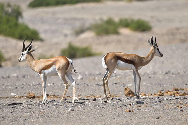 istock Two Sprinkbok back to back in the Hoanib Valley, Namib Desert, Namibia 2235384489