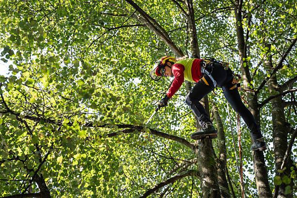 Arborist tree surgeon cutting tree branches with chainsaw, lumberjack woodcutter in uniform climbing and working on heights, process of tree pruning and sawing on the top