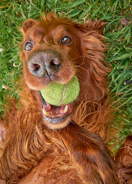 istock Irish Setter. Purebred dog. Dog in a park. 2235384580