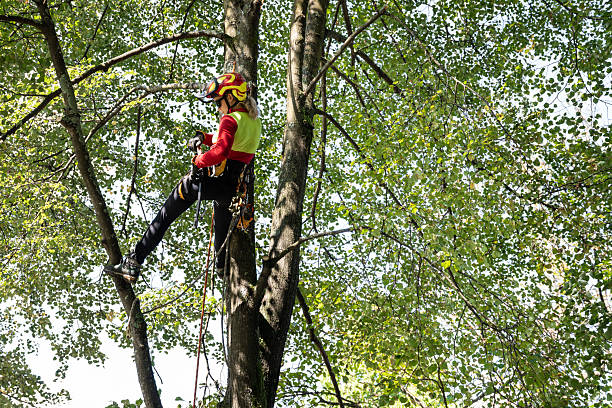 istock Arborist tree worker professional working climbing a tree in town landscape gardeners work in a park 2235384627