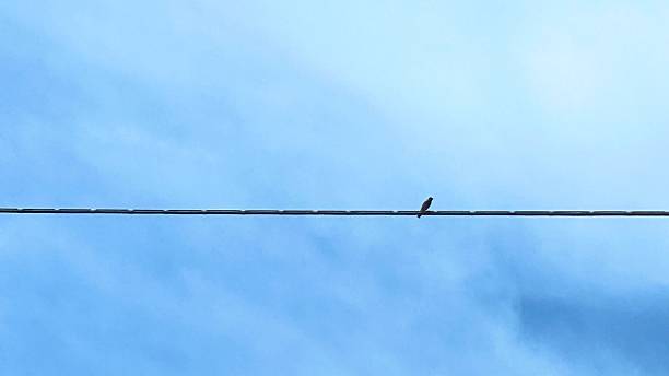 istock Little bird on the electric cable 2235384744