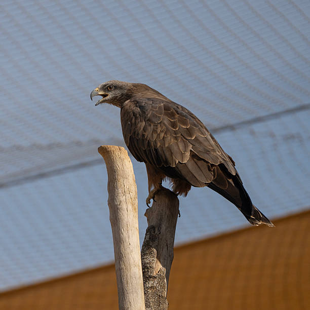 Portrait of a hawk against dark background. Bird of prey is staring into the distance ready to take off. The dark background highlights the white head streaked with black feathers and bright eyes. (high ISO, shallow DOF)