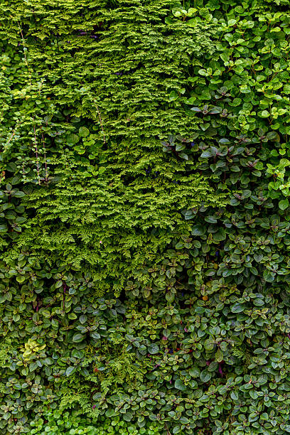 istock A dense array of living plants creates a vivid green surface with diverse foliage. 2235387638