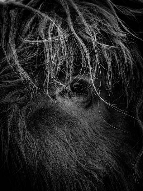 istock Dramatic close-up of a highland cow 2235390253