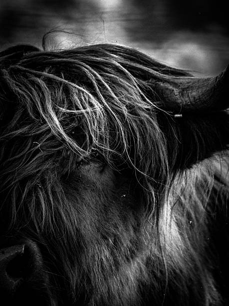 istock Dramatic close-up of a highland cow 2235390255