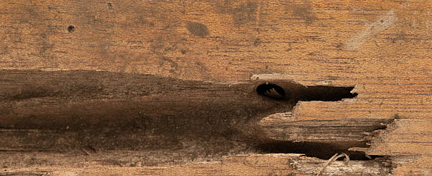 istock Rotten brown wooden plank 2235390323