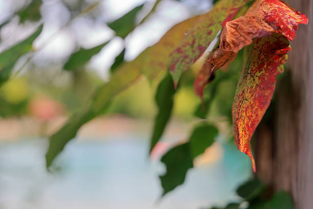 Ohio Buckeye (Aesculus glabra) tree with bright red leaves and spiny fruit husks. Ornamental tree with brilliant color in outdoor landscaping setting.