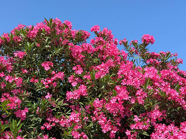 istock Nerium Oleander flowering pink shrub. 2235395665