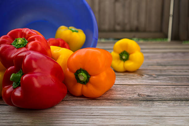 Fresh orange and yellow bell peppers lying on rustic wooden surface with blue bowl in the background, concept of healthy nutrition and organic vegetables