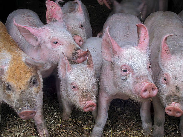 istock Young Piglets on Straw Bedding in Pig Farm Barn 2235396396