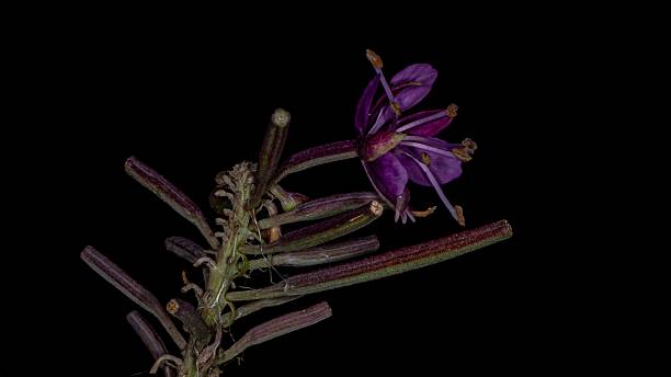 istock Last Of The Summer Fireweed Blooms. 2235402395